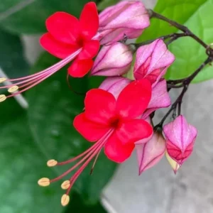 Purple Red Bleeding Heart Vine Plant - Clerodendrum Thomsoniae -Live Perennial Flower Plant 4-10 Inch