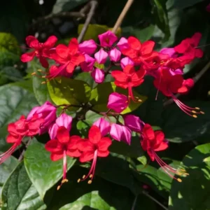 Purple Red Bleeding Heart Vine Plant - Clerodendrum Thomsoniae -Live Perennial Flower Plant 4-10 Inch