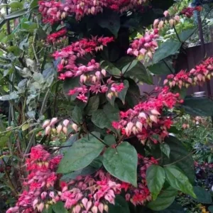 Purple Red Bleeding Heart Vine Plant - Clerodendrum Thomsoniae -Live Perennial Flower Plant 4-10 Inch
