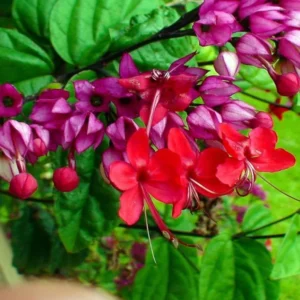 Purple Red Bleeding Heart Vine Plant - Clerodendrum Thomsoniae -Live Perennial Flower Plant 4-10 Inch