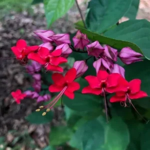 Purple Red Bleeding Heart Vine Plant - Clerodendrum Thomsoniae -Live Perennial Flower Plant 4-10 Inch