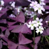 Purple Shamrock Plants 2-Pack - Live Oxalis Triangularis Plants