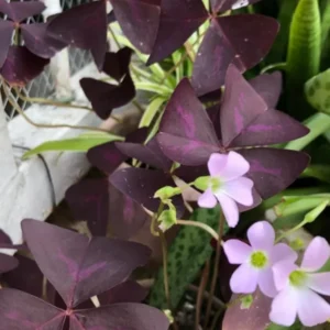 Purple Shamrock Plants 2-Pack - Live Oxalis Triangularis Plants