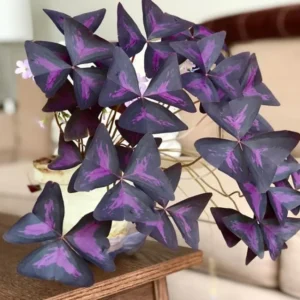 Purple Shamrock Plants 2-Pack - Live Oxalis Triangularis Plants