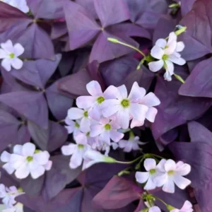Purple Shamrock Plants 2-Pack - Live Oxalis Triangularis Plants