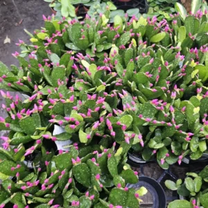 Purple Spring Cactus - Easter Cactus - Rhipsalidopsis Gaertneri - Rooted Cuttings