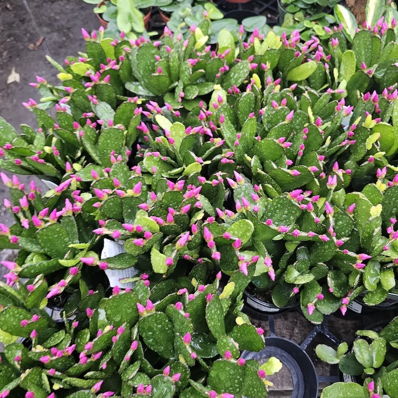 Purple Spring Cactus - Easter Cactus - Rhipsalidopsis Gaertneri - Rooted Cuttings