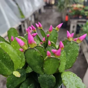 Purple Spring Cactus - Easter Cactus - Rhipsalidopsis Gaertneri - Rooted Cuttings