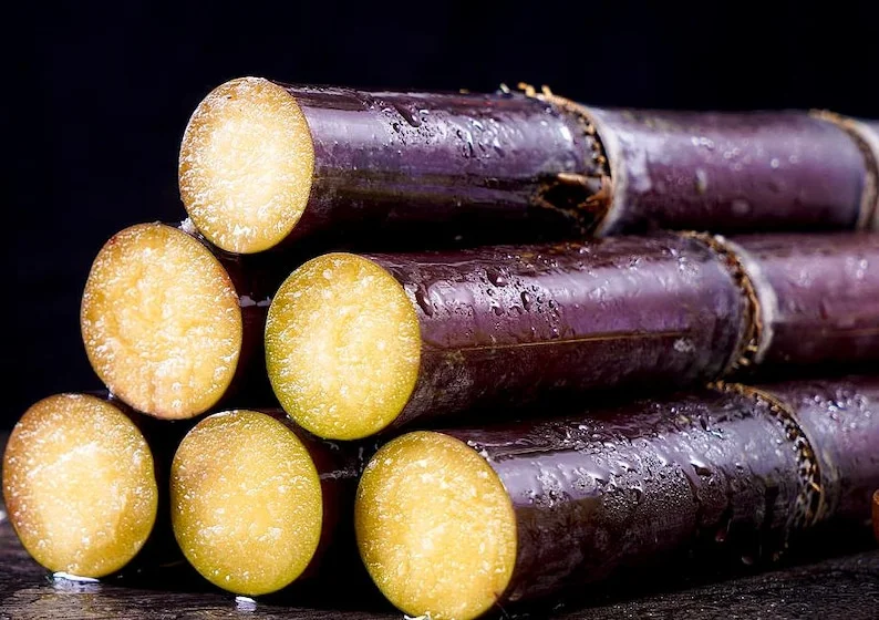 Purple Sugarcane Plant Cuttings 20-Pack – Fresh 12 Inch Saccharum Officinarum Stems – Unrooted Starter Plants for Growing