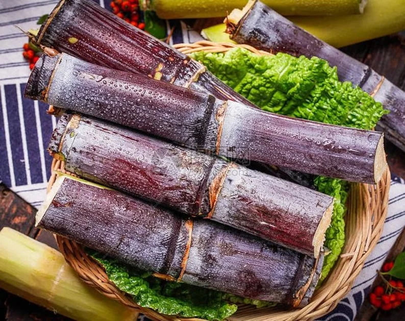 Purple Sugarcane Plant Cuttings 20-Pack – Fresh 12 Inch Saccharum Officinarum Stems – Unrooted Starter Plants for Growing