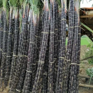 Purple Sugarcane Plant Cuttings 20-Pack – Fresh 12 Inch Saccharum Officinarum Stems – Unrooted Starter Plants for Growing