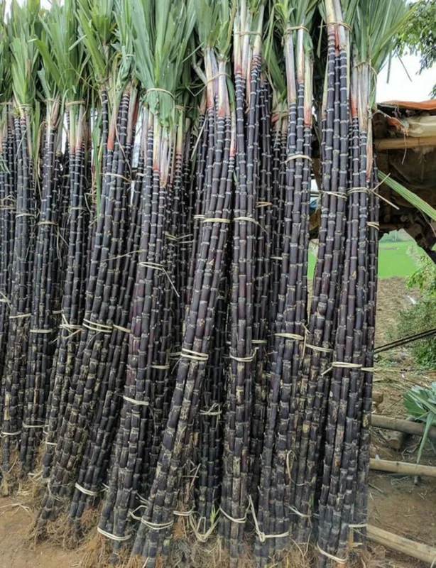 Purple Sugarcane Plant Cuttings 20-Pack – Fresh 12 Inch Saccharum Officinarum Stems – Unrooted Starter Plants for Growing