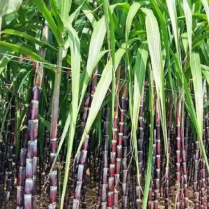 Purple Sugarcane Plant Cuttings 20-Pack – Fresh 12 Inch Saccharum Officinarum Stems – Unrooted Starter Plants for Growing