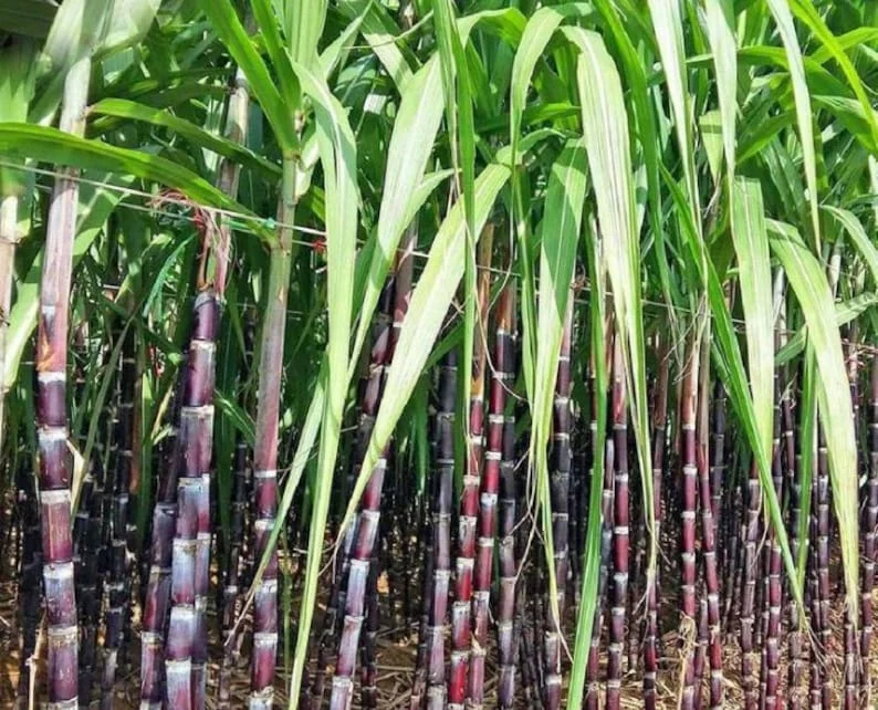 Purple Sugarcane Plant Cuttings 20-Pack – Fresh 12 Inch Saccharum Officinarum Stems – Unrooted Starter Plants for Growing