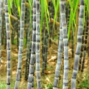 Purple Sugarcane Plant Cuttings 20-Pack – Fresh 12 Inch Saccharum Officinarum Stems – Unrooted Starter Plants for Growing