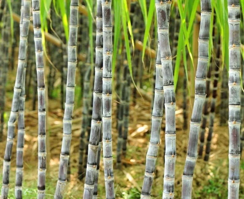 Purple Sugarcane Plant Cuttings 20-Pack – Fresh 12 Inch Saccharum Officinarum Stems – Unrooted Starter Plants for Growing