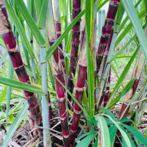 Purple Sugarcane Plant Cuttings 20-Pack – Fresh 12 Inch Saccharum Officinarum Stems – Unrooted Starter Plants for Growing