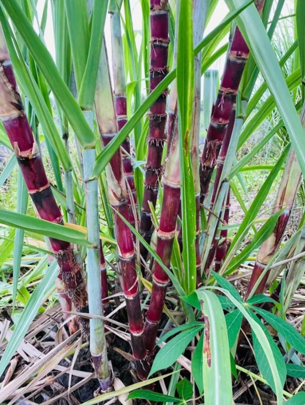 Purple Sugarcane Plant Cuttings 20-Pack – Fresh 12 Inch Saccharum Officinarum Stems – Unrooted Starter Plants for Growing
