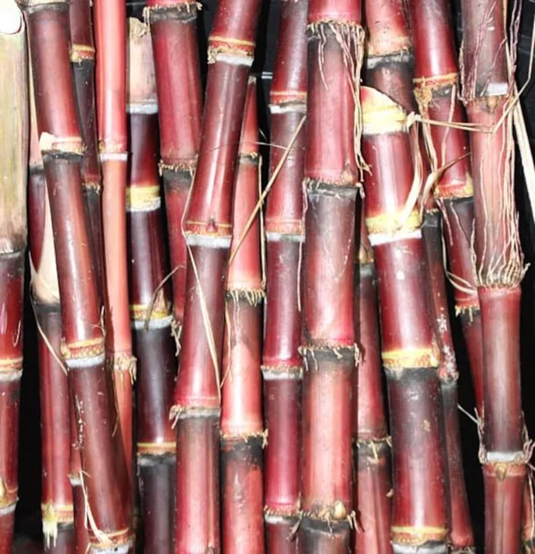 Purple Sugarcane Plant Cuttings 20-Pack – Fresh 12 Inch Saccharum Officinarum Stems – Unrooted Starter Plants for Growing