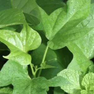 Purple Sweet Potato Plants With Pot - 5 Rooted Live Plants Ready to Plant