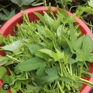 Purple Sweet Potato Plants With Pot - 5 Rooted Live Plants Ready to Plant