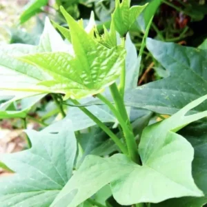 Purple Sweet Potato Plants With Pot - 5 Rooted Live Plants Ready to Plant