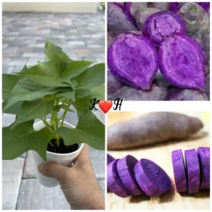 Purple Sweet Potato Plants With Pot - 5 Rooted Live Plants Ready to Plant