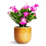 Purple Thanksgiving Cactus Live Plant 2" Pot - Flowering Holiday Decor
