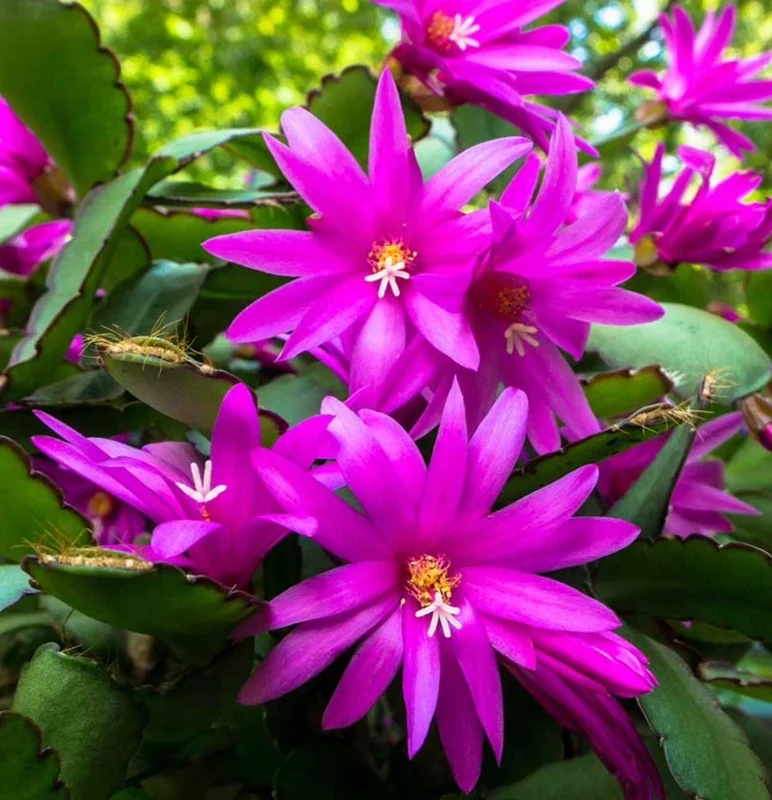 Purple Thanksgiving Cactus Live Plant 2" Pot - Flowering Holiday Decor