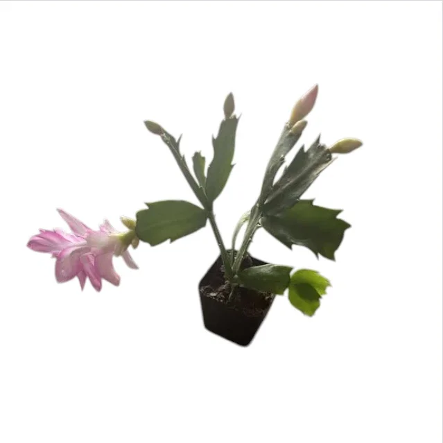 Purple Thanksgiving Cactus Live Plant 2" Pot - Flowering Holiday Decor