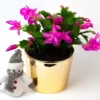 Purple Thanksgiving Cactus Live Plant - 4" Pot, 8" Tall - Flowering Holiday Decor