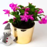 Purple Thanksgiving Cactus Live Plant - 4" Pot, 8" Tall - Flowering Holiday Decor