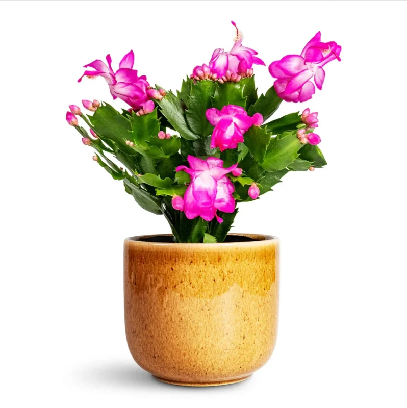 Purple Thanksgiving Cactus Live Plant - 4" Pot, 8" Tall - Flowering Holiday Decor