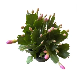 Purple Thanksgiving Cactus Live Plant - 4