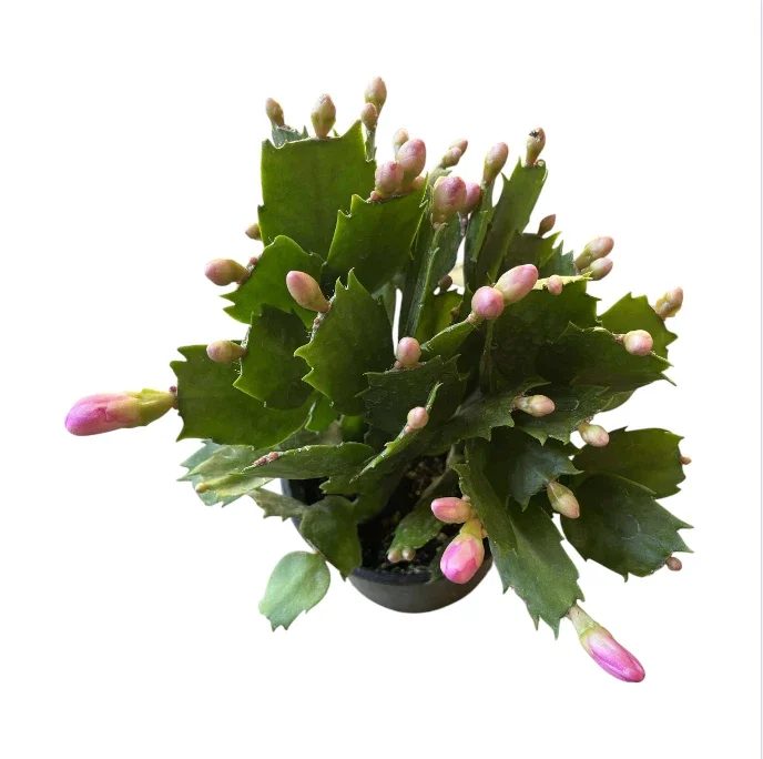 Purple Thanksgiving Cactus Live Plant - 4" Pot, 8" Tall - Flowering Holiday Decor