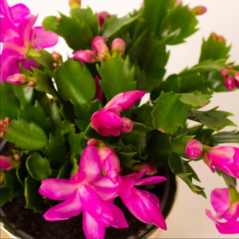 Purple Thanksgiving Cactus Live Plant - 4" Pot, 8" Tall - Flowering Holiday Decor