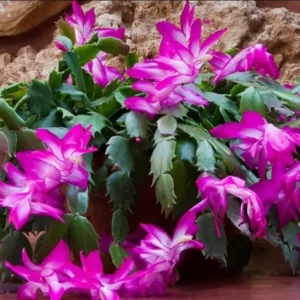 Purple Thanksgiving Cactus Live Plant - 4