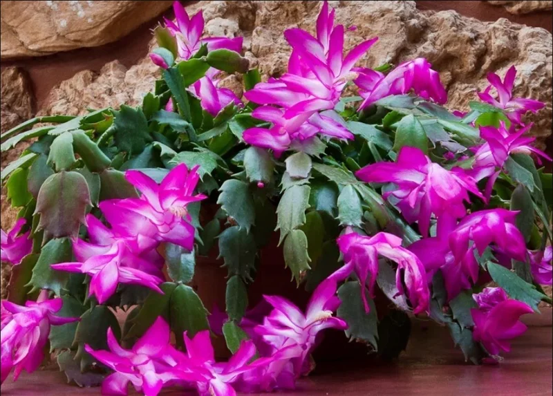 Purple Thanksgiving Cactus Live Plant - 4" Pot, 8" Tall - Flowering Holiday Decor