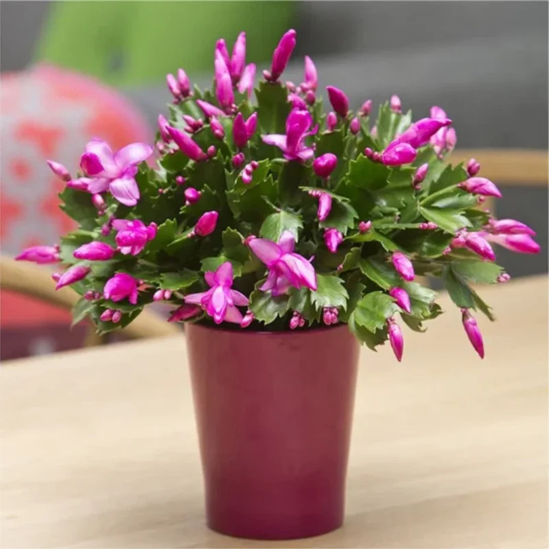 Purple Thanksgiving Cactus Live Plant - 4" Pot, 8" Tall - Flowering Holiday Decor
