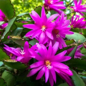 Purple Thanksgiving Cactus Live Plant - 4