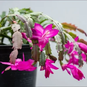 Purple Thanksgiving Cactus Live Plant - 4