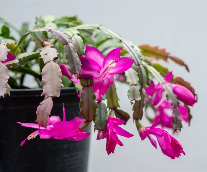 Purple Thanksgiving Cactus Live Plant - 4" Pot, 8" Tall - Flowering Holiday Decor