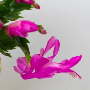 Purple Thanksgiving Cactus Live Plant - 4