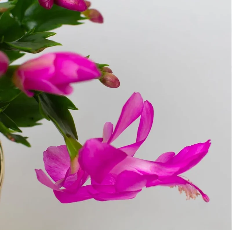 Purple Thanksgiving Cactus Live Plant - 4" Pot, 8" Tall - Flowering Holiday Decor