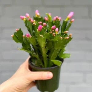 Purple Thanksgiving Cactus Live Plant - 4