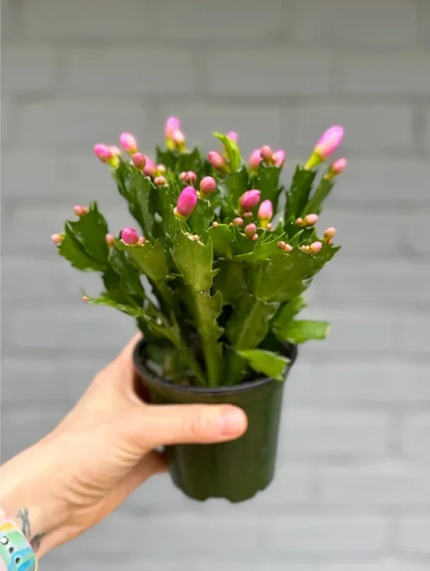 Purple Thanksgiving Cactus Live Plant - 4" Pot, 8" Tall - Flowering Holiday Decor