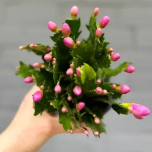 Purple Thanksgiving Cactus Live Plant - 4
