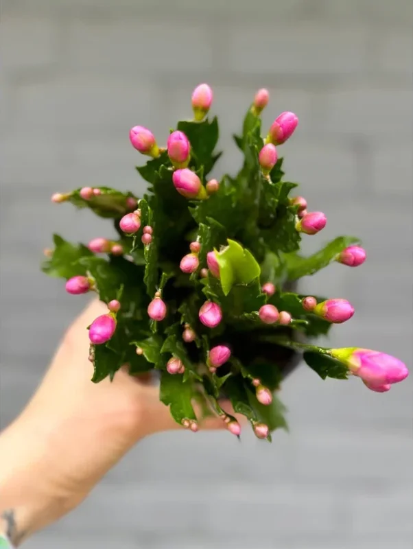 Purple Thanksgiving Cactus Live Plant - 4" Pot, 8" Tall - Flowering Holiday Decor