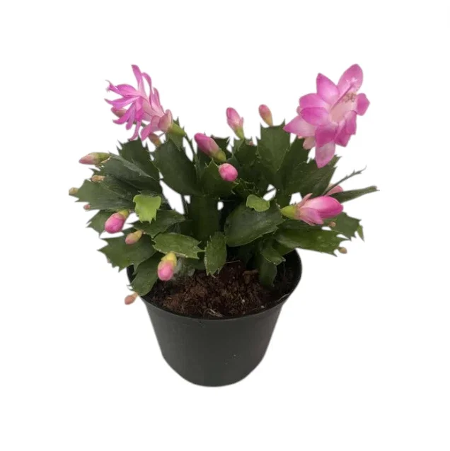 Purple Thanksgiving Cactus Live Plant 6-inch Pot 8-inch Tall Flowering Holiday Decor