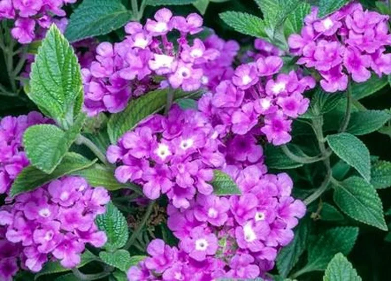 Purple Trailing Lantana 4in Size – Low-Maintenance Groundcover, Purple Flowers, Heat-Loving Plant